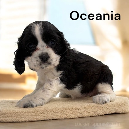 puppy, for, sale, Cocker Spaniel, Joe & Cherri  Overlease, dog, breeder, Miller, MO, dog-breeder, puppy-for-sale, forsale, nearby, find, puppyfind, locator, puppylocator, aca